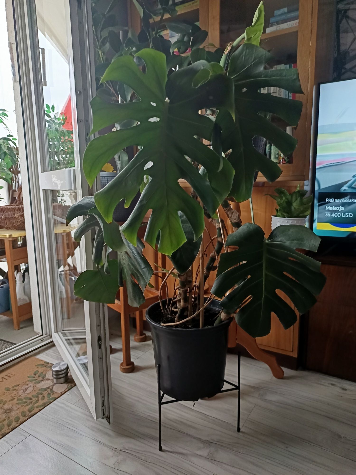 Monstera duża z doniczką
