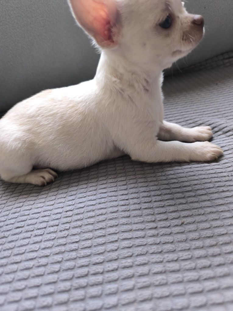 Chihuahua miniatura