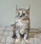 Srebrzysta koteczka rasy Maine coon!!