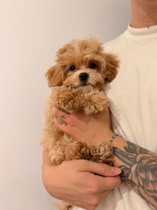 Хлопчик  мальтіпу ф1 преміум цуцик