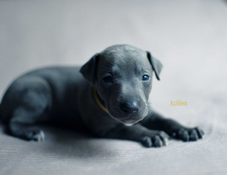 charcik włoski - elegancik z muszką