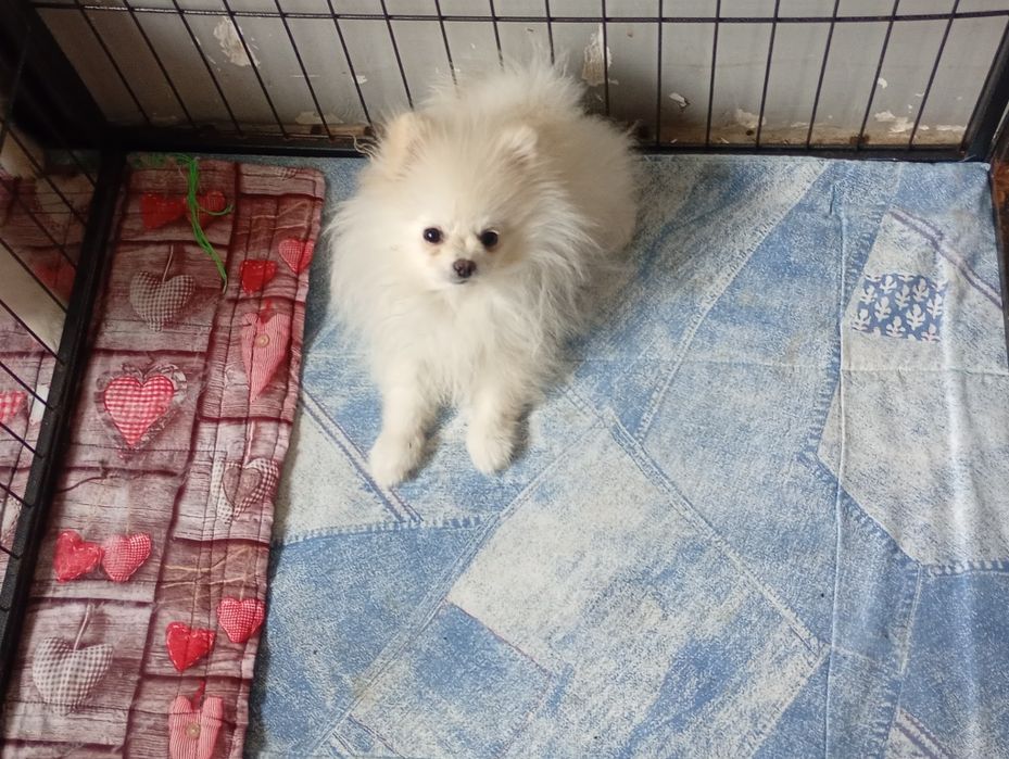 Szpic miniaturowy chłopak xxs