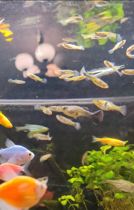 Młode gupiki - rybki akwariowe