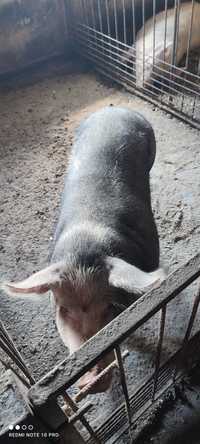 Продам свиню (Порода Петрен). Вага 110 кг.