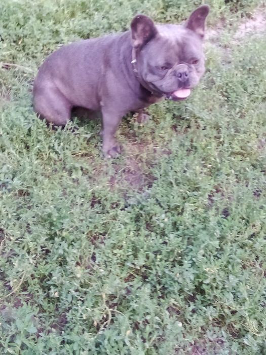 Французький бульдог в'язка