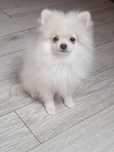 Pomeranian piesek