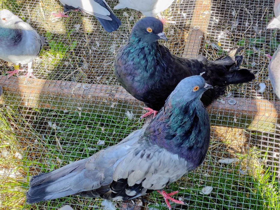 Garłacze staroniemiecki, garłacz, gołębie ozdobne