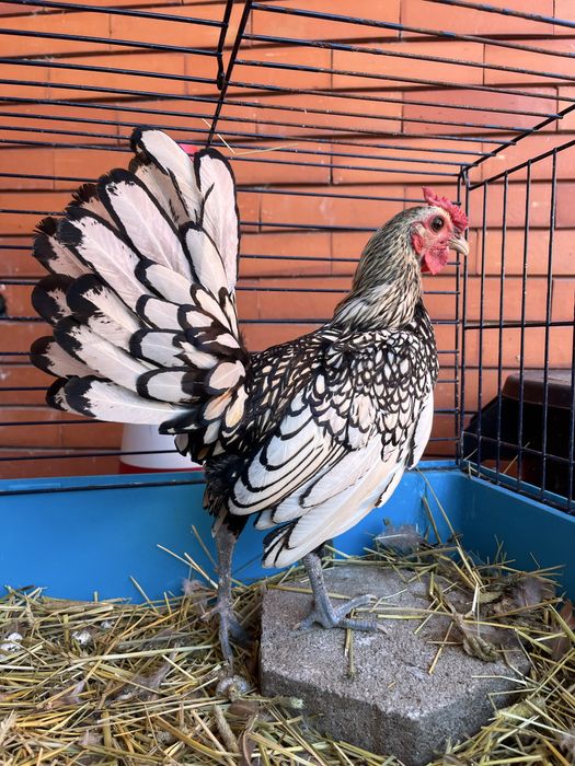 Macho de sebright prata
