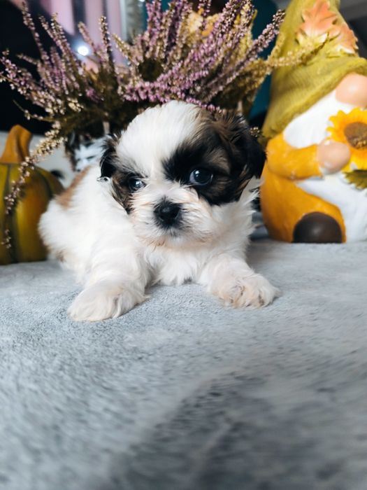 Suczka shih tzu tricolor umowa rodowód chip wyprawka legalna hodowla