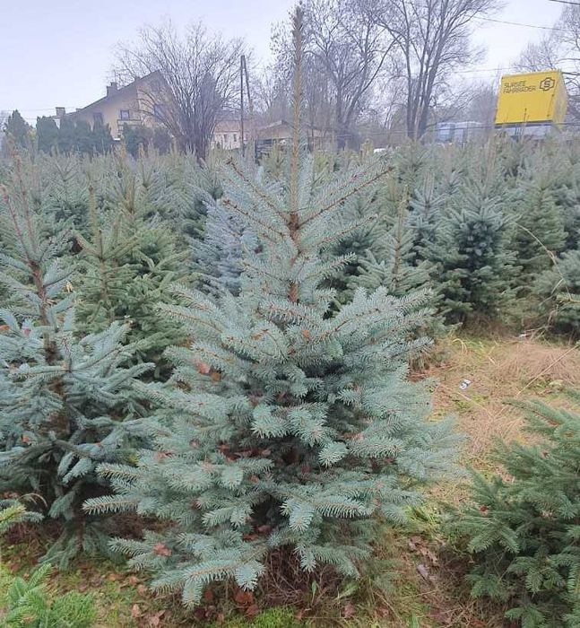 Choinka choinki świerk pospolity i srebrny jodła kaukaska