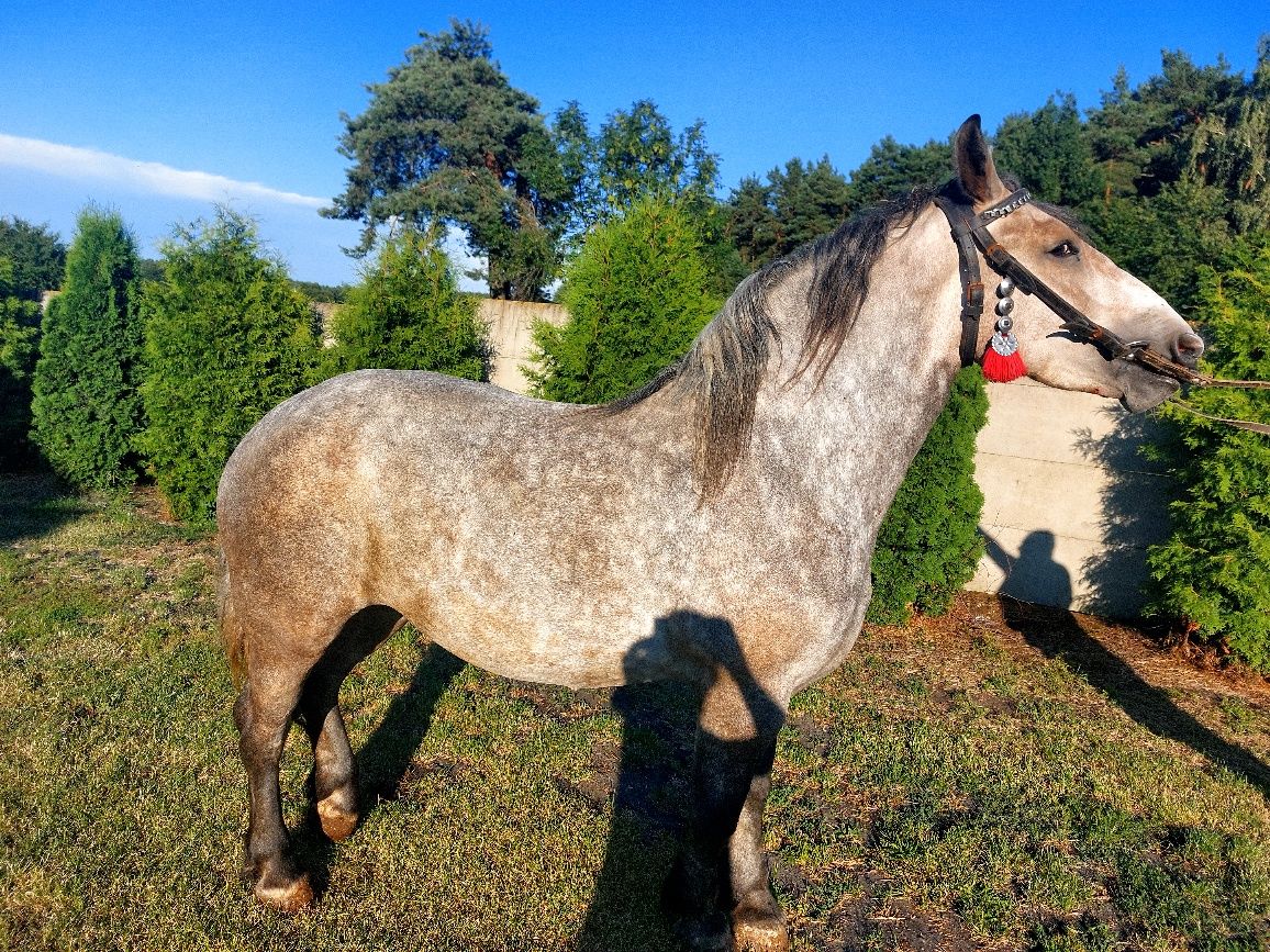 Klacz szpaczka siwa  3 lata. Zakładana! Piękna!