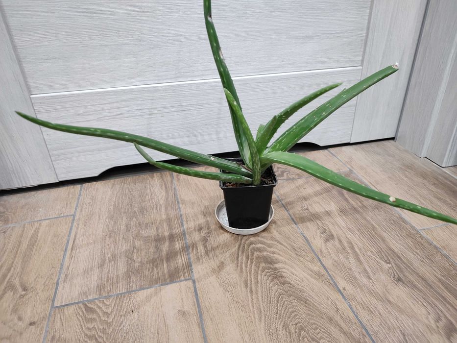 Kwiatek doniczkowy aloes sadzonka
