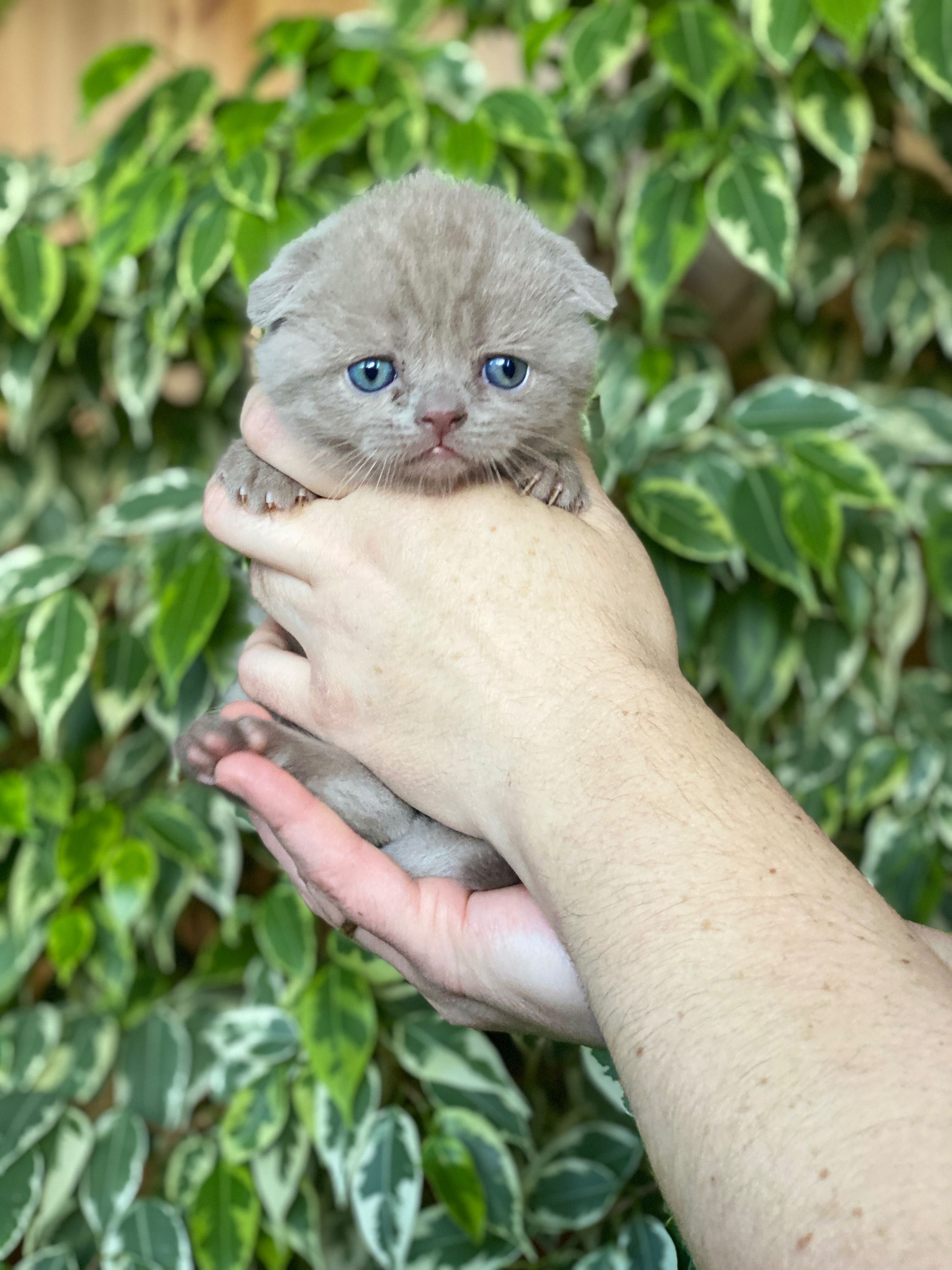 Шотландські кошенята