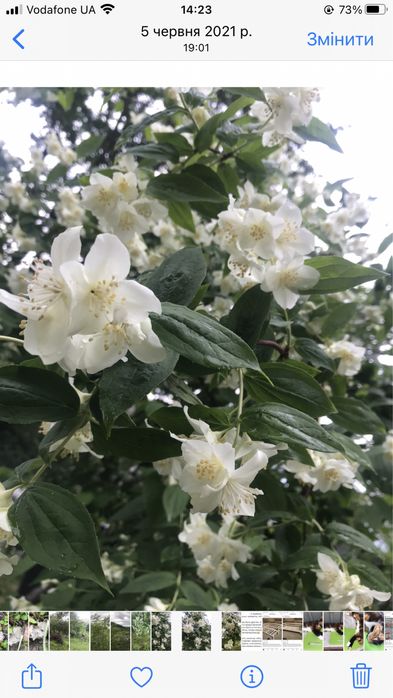 Квітучи кущі/жасмін,дейція,гібіскус,форзіція,півони,іва,айва хеномелис