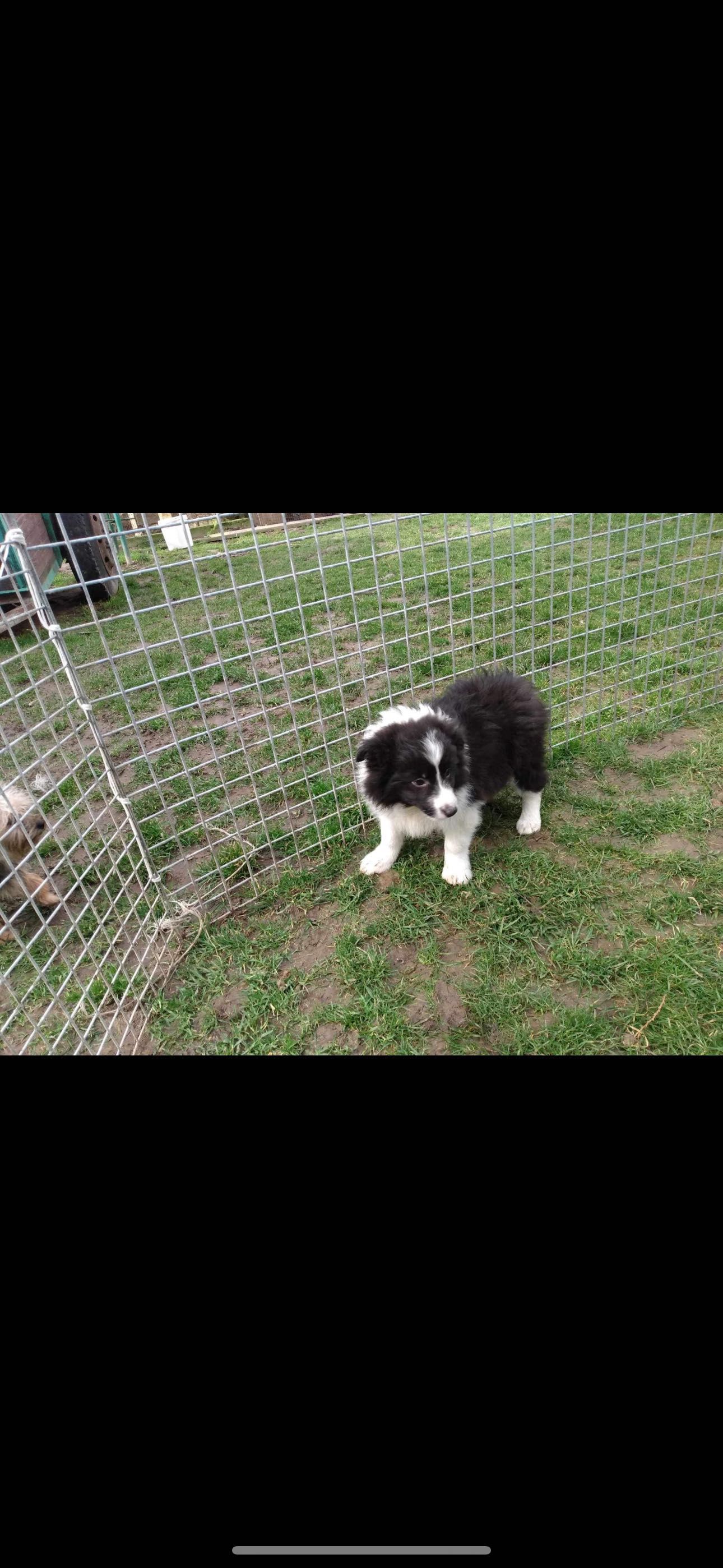 Border collie szczeniak piesek