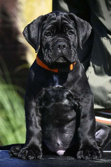 CANE CORSO Italiano / ZkwP FCI