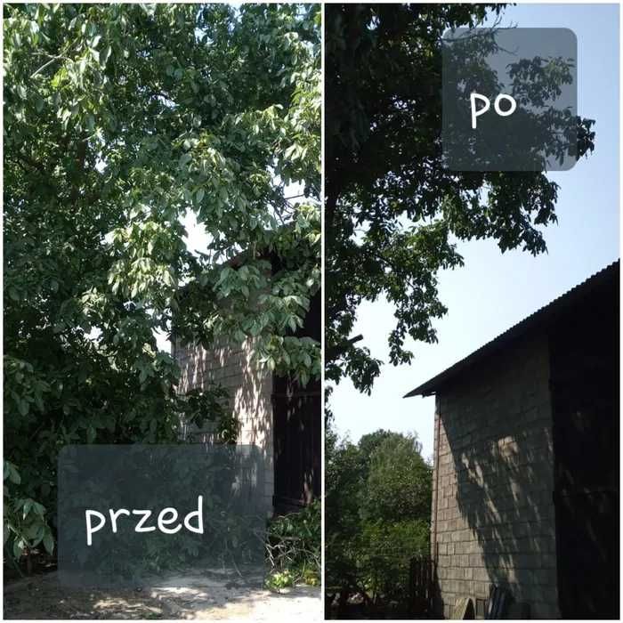 Wycinka drzew metodą alpinistyczna, wycinanie drzew, przycinanie