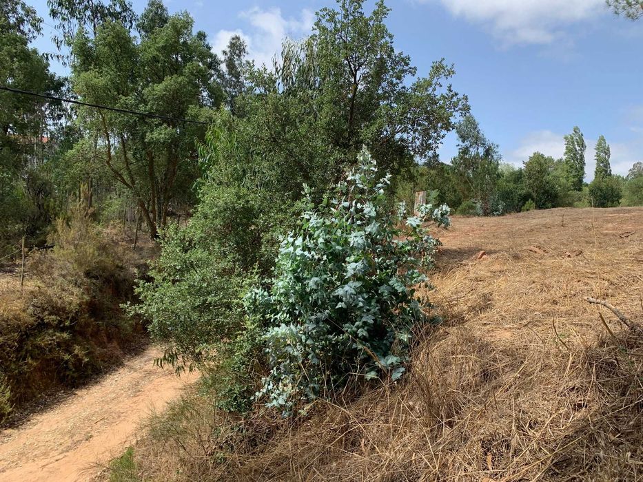 Terreno misto com 11460m2 e casa para recuperar - Salir de Matos
