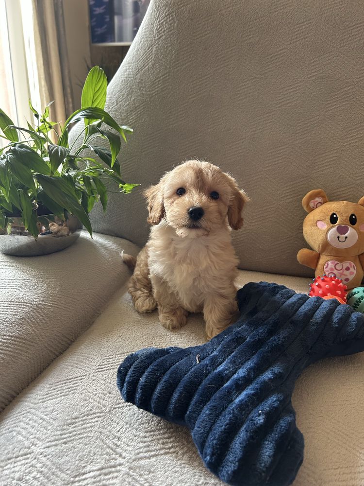 Maltipoo - samczyk