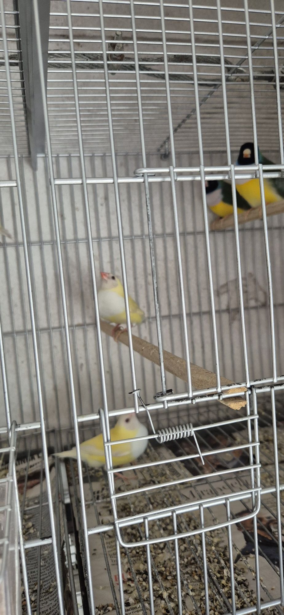 Lote de 10 diamantes  gould