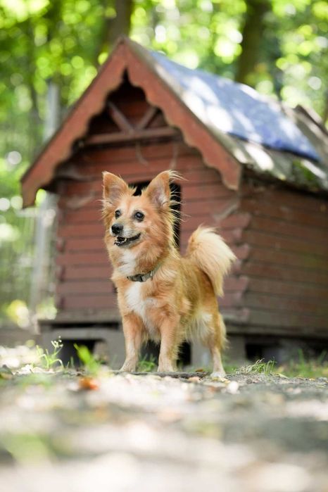 Lusia cudowna, mała dziewczynka szuka domu