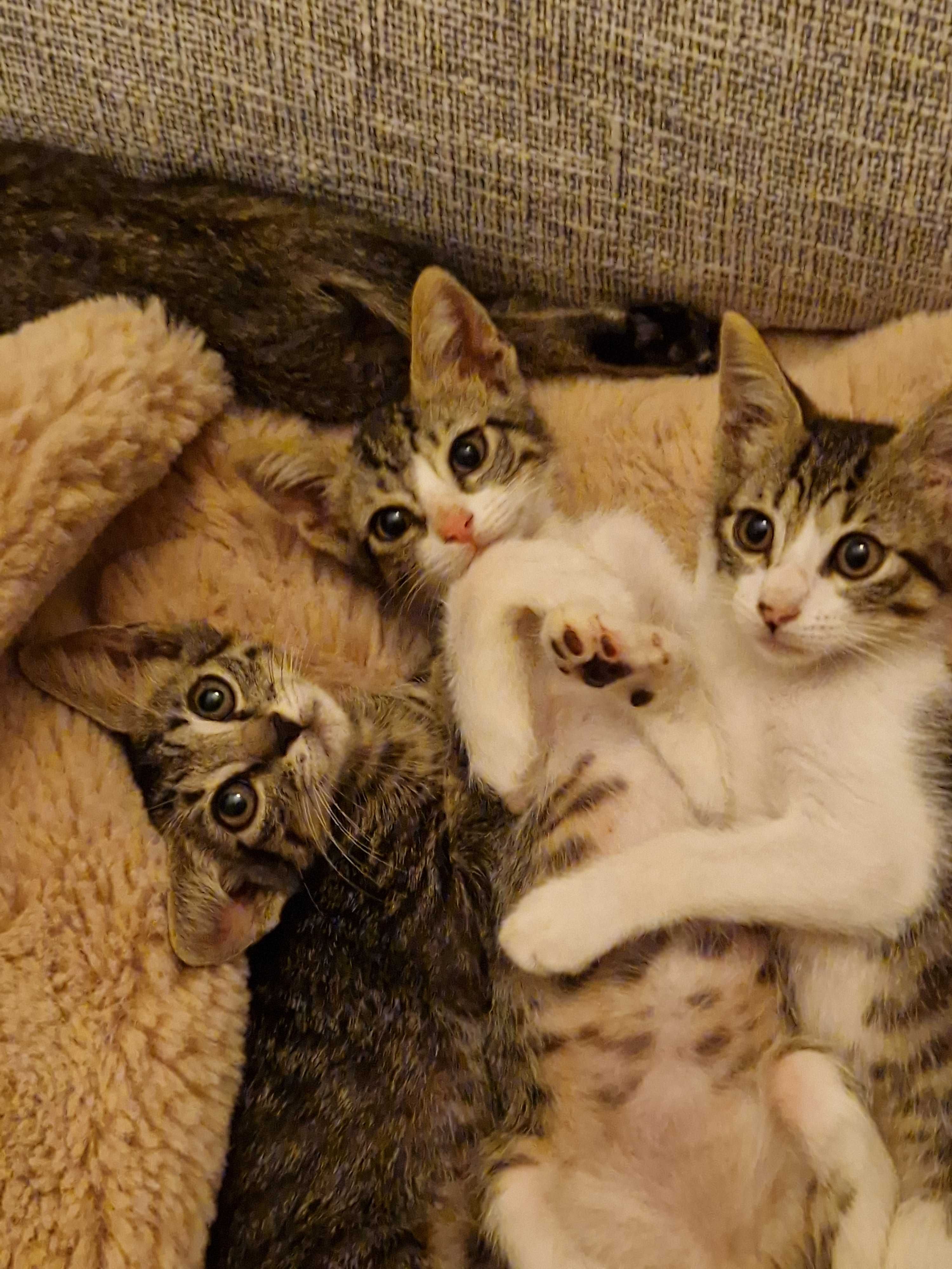 Gatinhos fofinhos para adopção