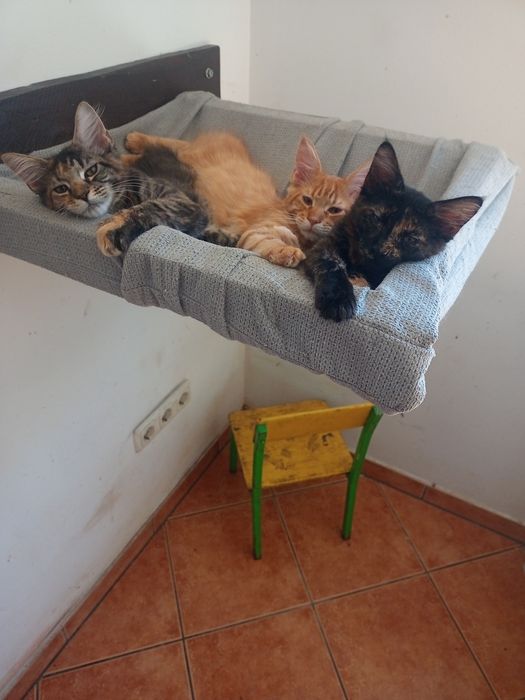 Kocurek Maine Coon