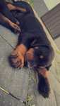 Doberman z rodowodem
