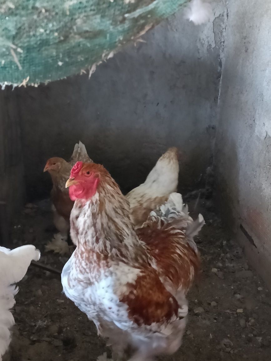 Ovos Brahma Splash Orange