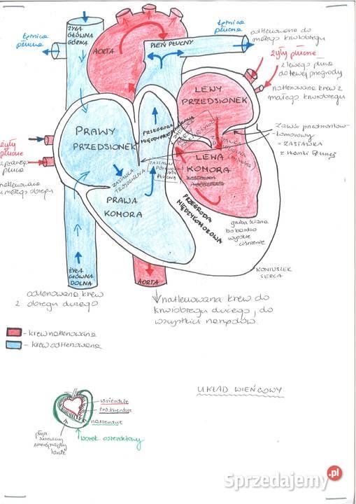 Dysk maturalny notatki matura biologia chemia repetytoria