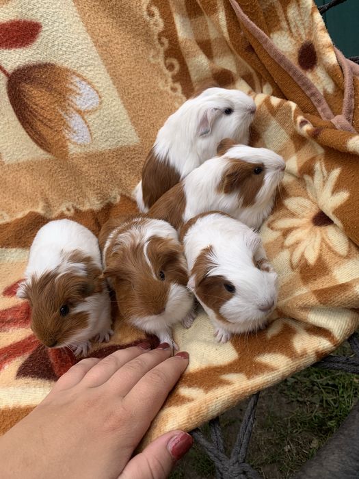 Морські свинки «Шелті»