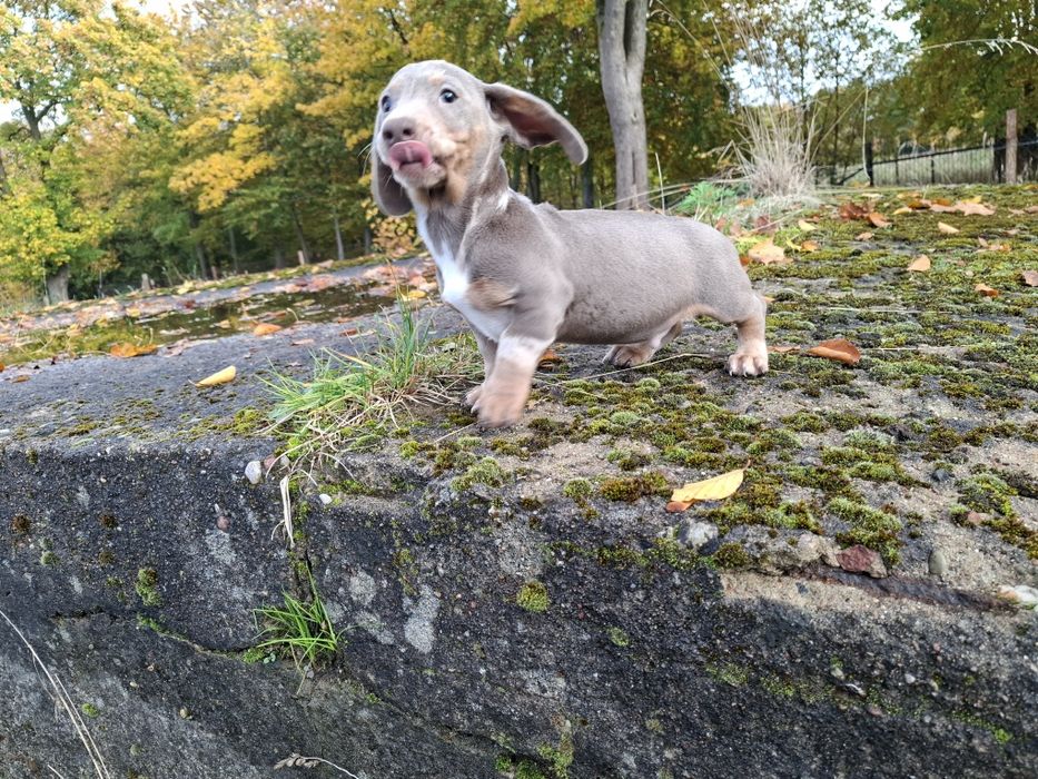 jamnik blue merlle piesek