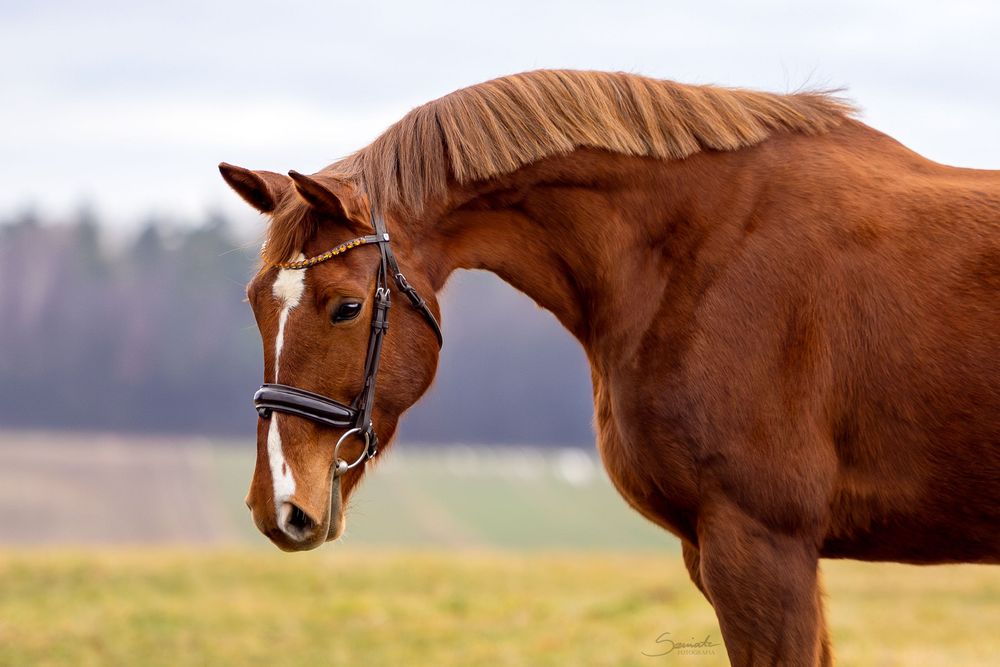 Cudowna klacz Wlkp/Selle français