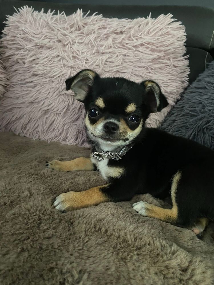 Chihuahua piesek
