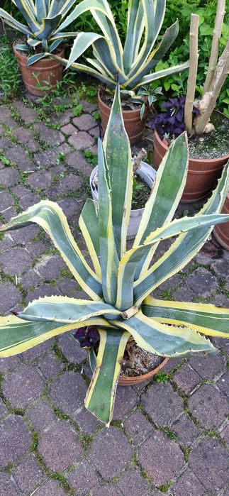 Agawa Amerykańska Paskowana duża