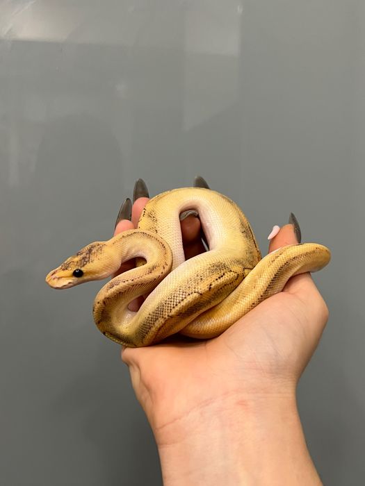 Контейнер з королівським пітоном регіус