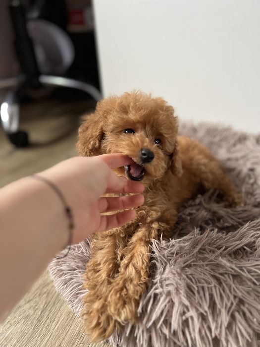 Pudelek toy chłopak gotowy do zmiany domu