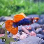 Gupiki tuxedo koi red i inne Wysyłam