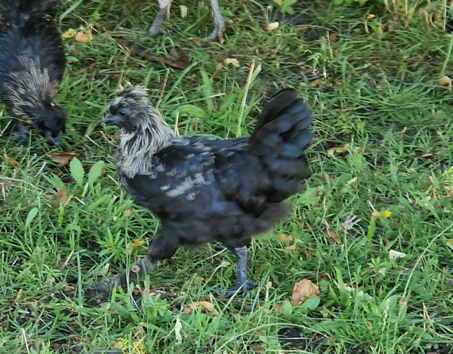 Młode koguty ozdobne. Krzyżówka Ayam Cemani z Silką.