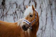 BRYLANT bajkowy haflinger