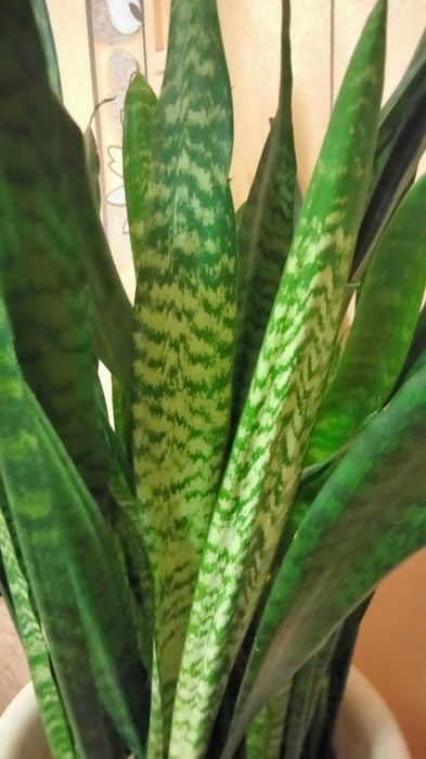 Кімнатні рослини - Sansewieria