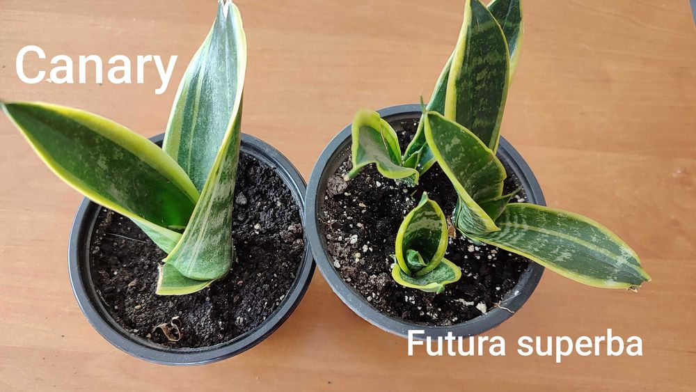 Сансівієрія Futura superba, Canary