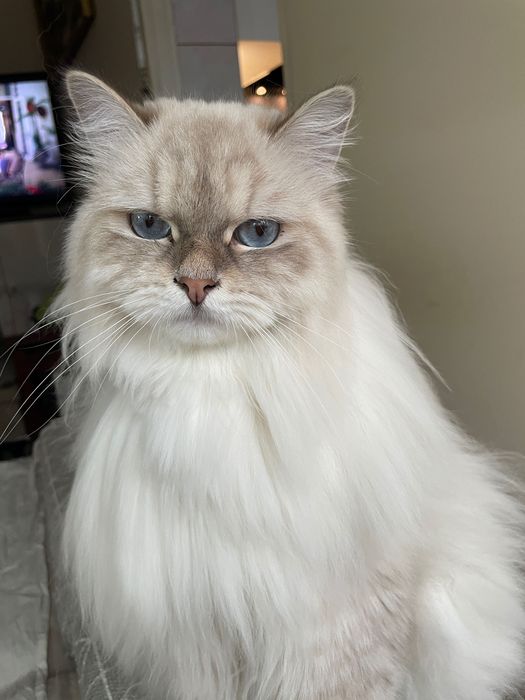 Kocurek Neva Masquerade FPL