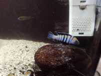 Cynotilapia zebroides afra "Cobue", pyszczaki, Malawi,