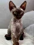 Kocurek Devon Rex