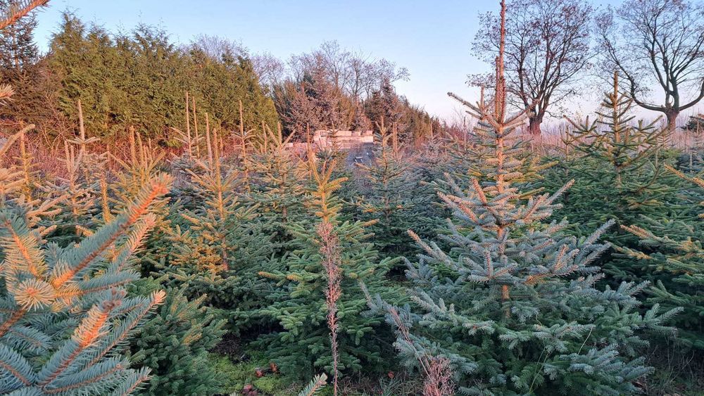 choinki świerk srebrny