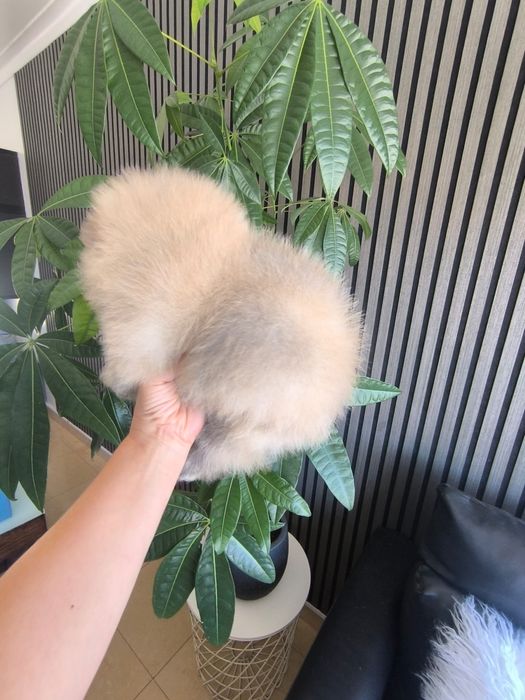 spitz alemão anão com LOP