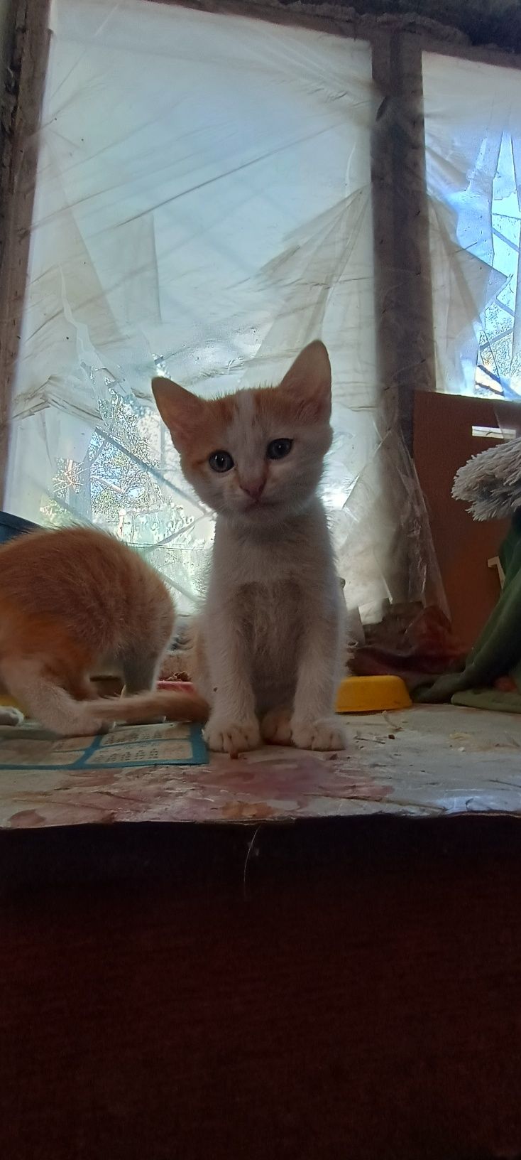 Кошенята 2 місяці