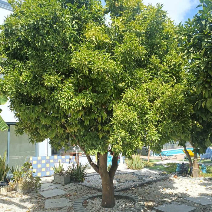 Vendo Tangerineira