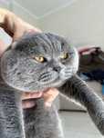 Вязка с лучшим котом Украины ! Шотландский кот прямоухий